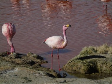 Potosi Bolivya 'daki Laguna Colorada' da pembe flamingo.