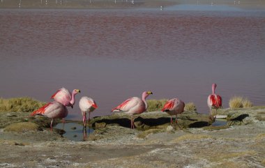 Potosi Bolivya 'daki Laguna Colorada' da pembe flamingo.