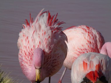 Potosi Bolivya 'daki Laguna Colorada' da pembe flamingo.