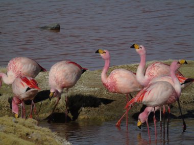 Potosi Bolivya 'daki Laguna Colorada' da pembe flamingo.