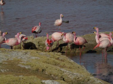 Potosi Bolivya 'daki Laguna Colorada' da pembe flamingo.