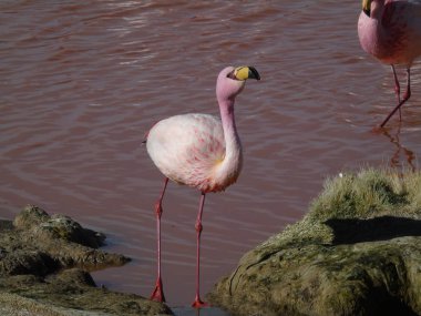 Potosi Bolivya 'daki Laguna Colorada' da pembe flamingo.