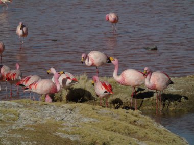 Potosi Bolivya 'daki Laguna Colorada' da pembe flamingo.