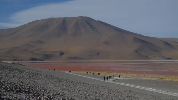 Laguna Colorada Potosi Bolivia Riserva 000 Fenicotteri Vicino Salar Uyuni — Foto Stock