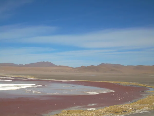 Laguna Colorada Potosi Bolívii Rezervace 000 Plameňáků Poblíž Salar Uyuni — Stock fotografie