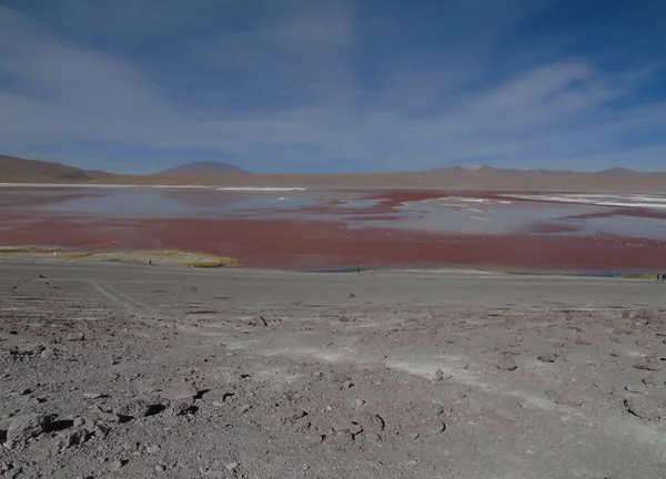 Potosi Bolivya Daki Laguna Colorada Salar Uyuni Yakınlarında 000 Flamingo — Stok fotoğraf