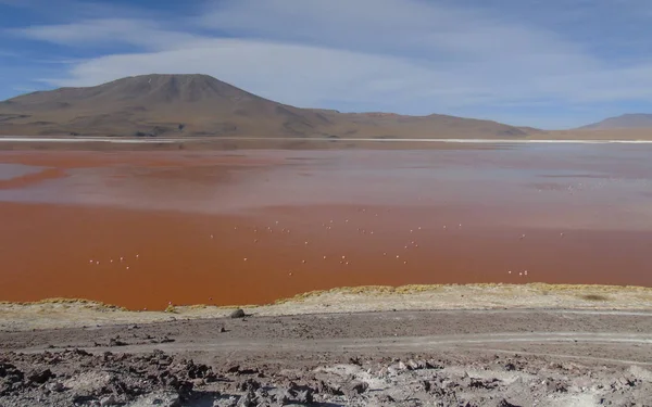 Laguna Colorada Potosi Bolivien Reserve Von 000 Flamingos Der Nähe — Stockfoto