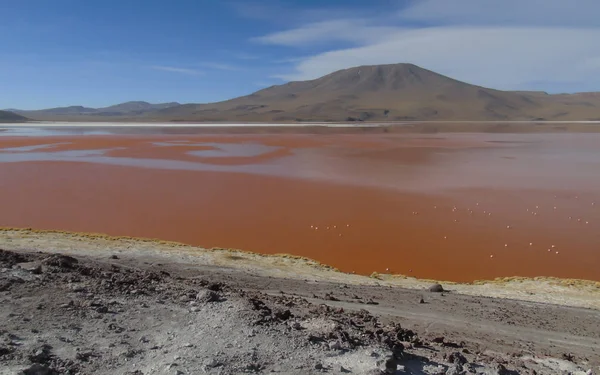 Laguna Colorada Potosi Bolivien Reserve Von 000 Flamingos Der Nähe — Stockfoto