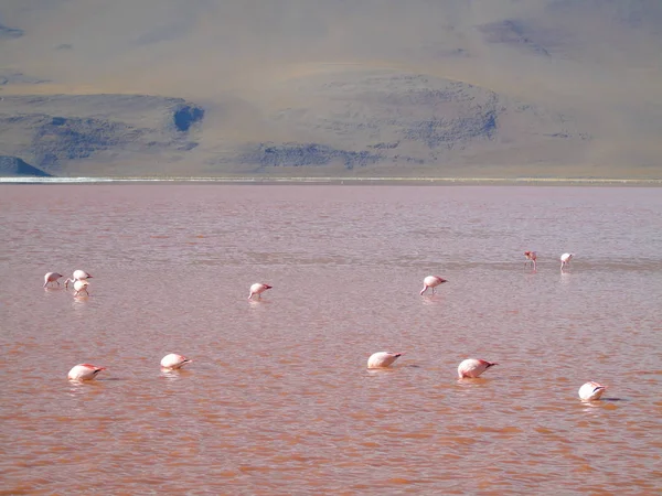 Rosa Flamingo Laguna Colorada Potosi Bolivien — Stockfoto