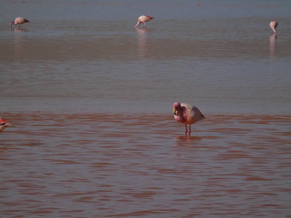Flamingo Rosa Laguna Colorada Potosi Bolívia — Fotografia de Stock