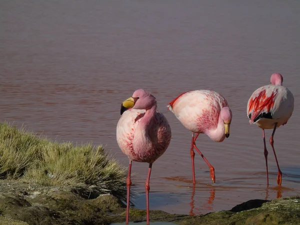 Potosi Bolivya 'daki Laguna Colorada' da pembe flamingo.
