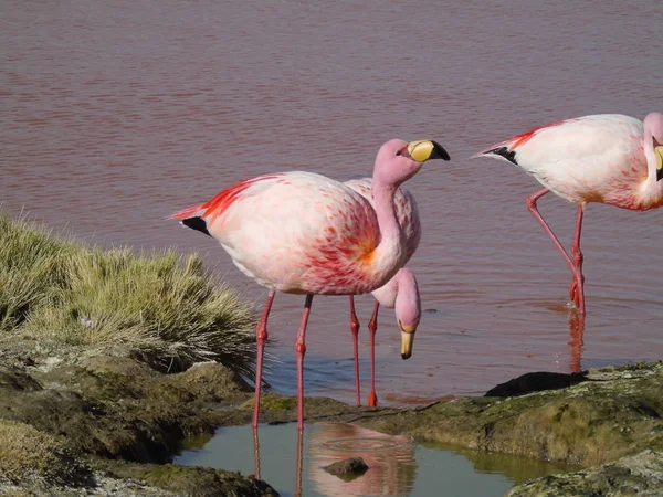 Potosi Bolivya 'daki Laguna Colorada' da pembe flamingo.