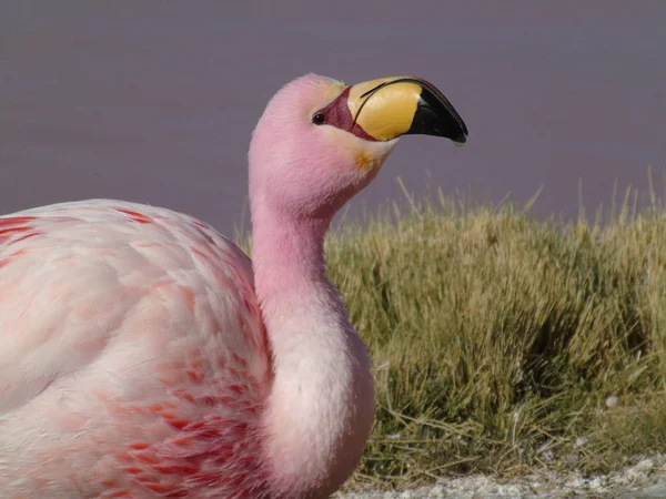 Rózsaszín Flamingó Laguna Coloradában Potosi Bolíviában — Stock Fotó