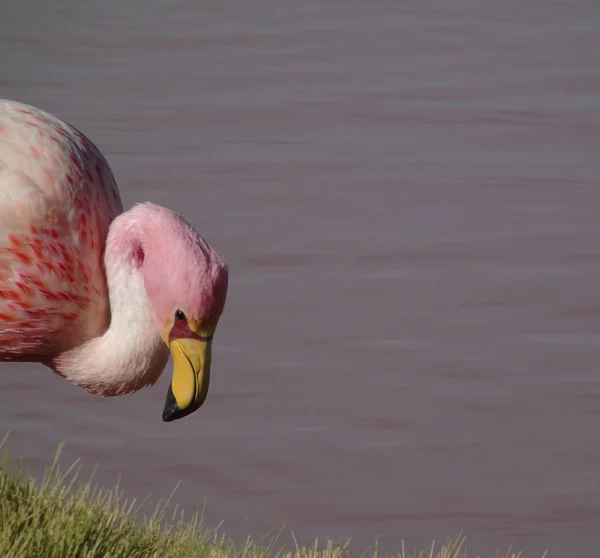 Pink Flamingo Laguna Colorada Potosi Bolivia — Stock Photo, Image