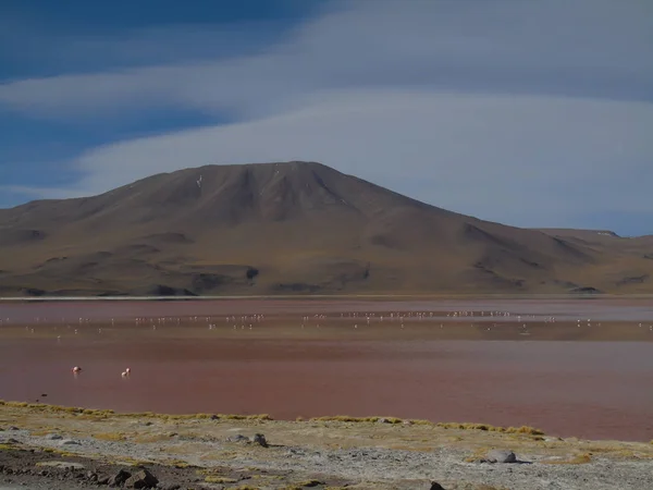 볼리비아의 포토시에 라구나 라르데 근처에 마리의 플라밍고의 — 스톡 사진