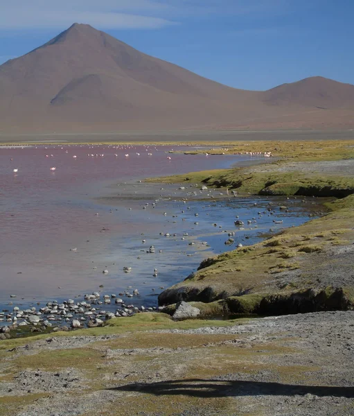 Laguna Colorada Potosi Bolivien Reserve Von 000 Flamingos Der Nähe — Stockfoto