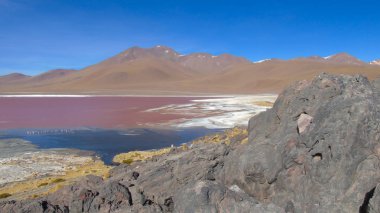 Laguna Colorada And flamingoları için bir üreme yeridir. Mineral zengini sularında kilometrelerce sayılan göçmen kuşlar. Potosi Bolivya 'da