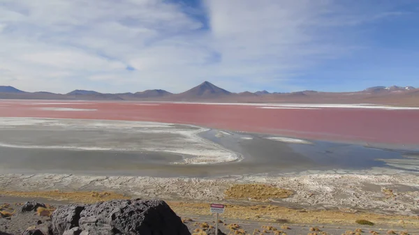Laguna Colorada Ist Ein Brutplatz Für Anden Flamingos Zugvögel Die — Stockfoto