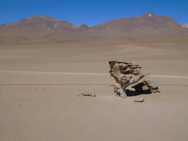 Stenen Boom Siloli Woestijn Potosi Bolivia — Stockfoto