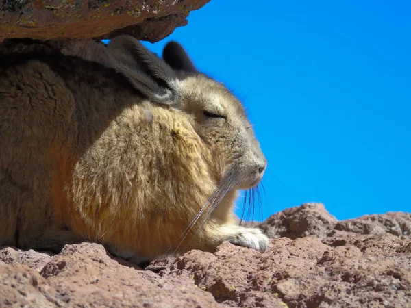 Вискача Пустыне Силоли Боливии Потоси — стоковое фото