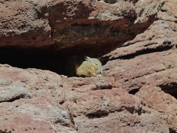 Vizcacha Dans Désert Siloli Bolivie Potosi — Photo