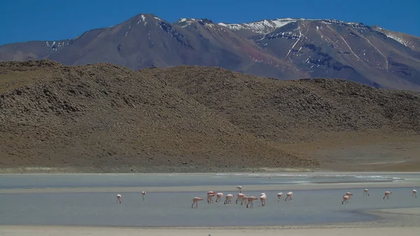 Laguna Honda Puna Bolivie — Photo