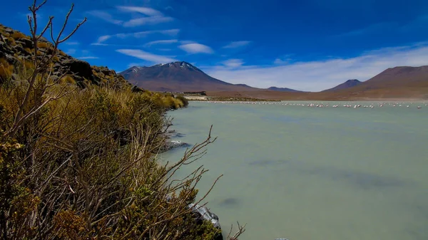 Lagoa Hedionda Uma Lagoa Água Salgada Boliviana Localizada Departamento Potos — Fotografia de Stock