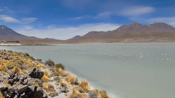 Lagoa Hedionda Uma Lagoa Água Salgada Boliviana Localizada Departamento Potos — Fotografia de Stock