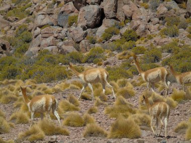 Bolivya dağlarında ve Peru 'da Vicunalar otluyor.