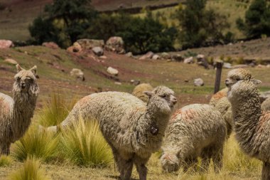 Cusco Peru 'da Vahşi Alpaca