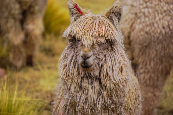 Wild Alpaca Cusco Peru — Stock Photo, Image