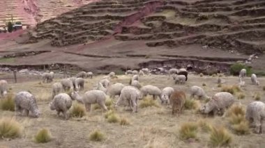 Cusco Peru 'da Vahşi Alpaca
