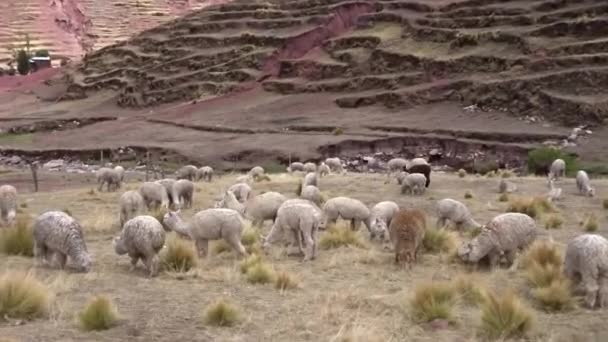 Vadon Élő Alpaka Cusco Peruban — Stock videók
