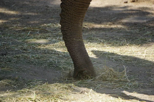 African Elephant Sub Saharan Region — Stock Photo, Image