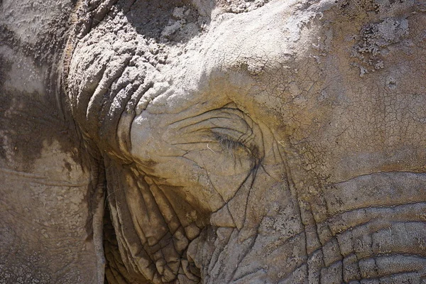 Elefante Africano Região Subsariana — Fotografia de Stock