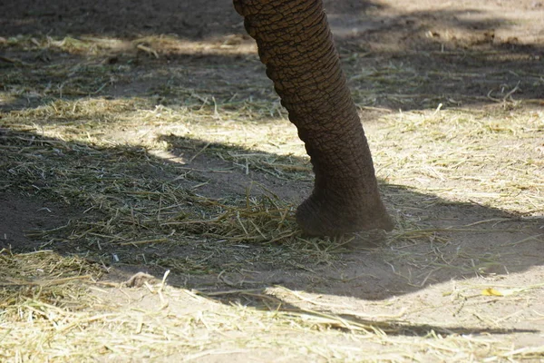 African Elephant Sub Saharan Region — Stock Photo, Image