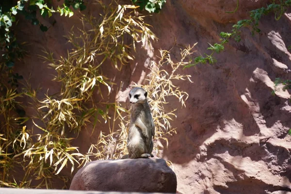 Meerkat Suricatta Afrika Kalahari Namib Çöllerinde Yaşar — Stok fotoğraf