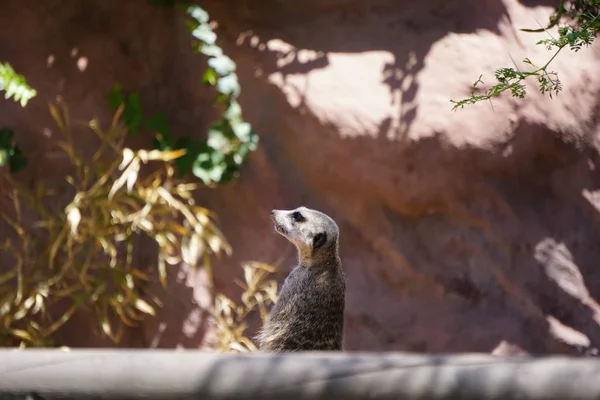 Meerkat Suricatta Населяет Пустыню Калахари Намиб Африке — стоковое фото