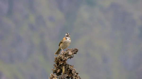 Zonotrichia Capensis Uma Bela Ave América Latina — Fotografia de Stock