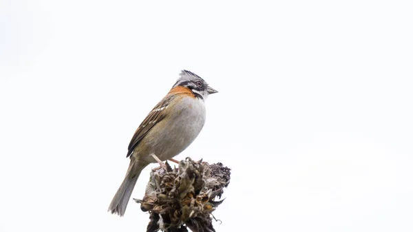 Zonotrichia capensis Latin Amerika 'nın güzel bir kuşu.
