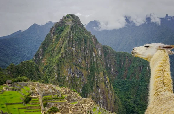 Llama Ciudad Machu Picchu — Foto de Stock