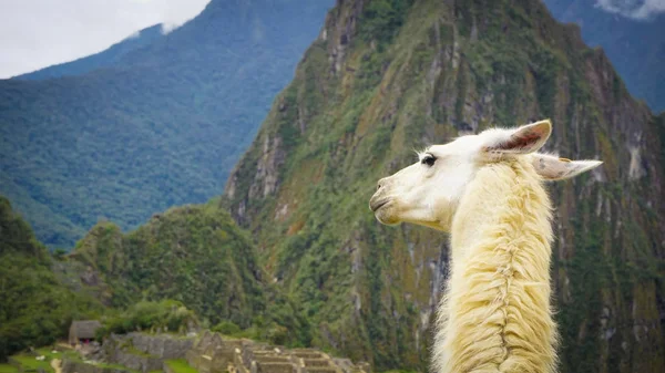 Llama City Machu Picchu — Stock Photo, Image