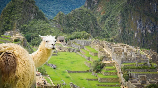 Machu Picchu şehrindeki Llama.
