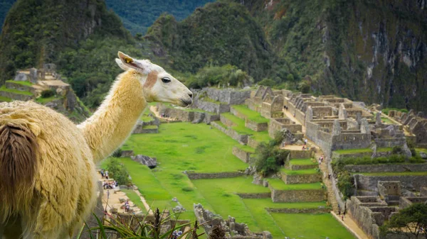 Machu Picchu şehrindeki Llama.