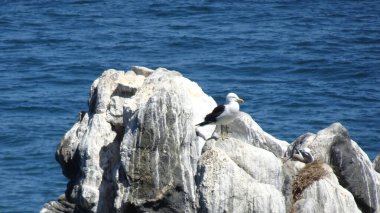 Del mar 'ın deniz kıyısında.