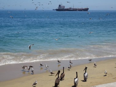 Valparaiso Şili 'deki Caleta Portales' de martılar