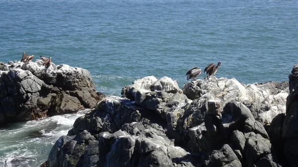 Pelecano Caleta Portali Valparaiso Cile Pelicano — Foto Stock