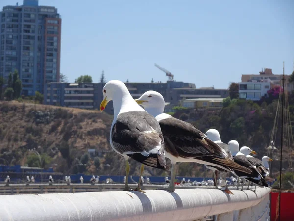 Möwen Bei Caleta Portales Valparaiso Chile — Stockfoto