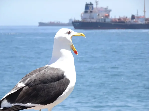 Möwen Bei Caleta Portales Valparaiso Chile — Stockfoto