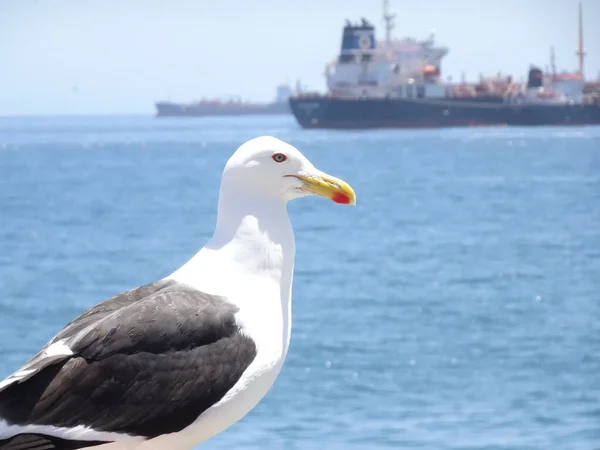 Möwen Bei Caleta Portales Valparaiso Chile — Stockfoto